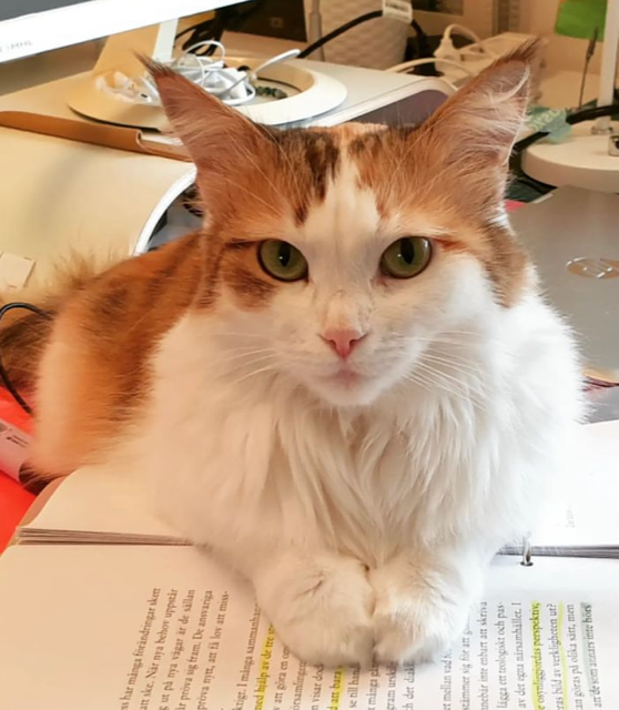 Sibirisk katt Nymphe